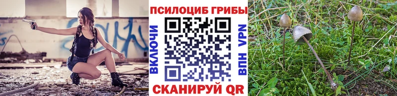 Псилоцибиновые грибы Cubensis  цены   Нерехта 
